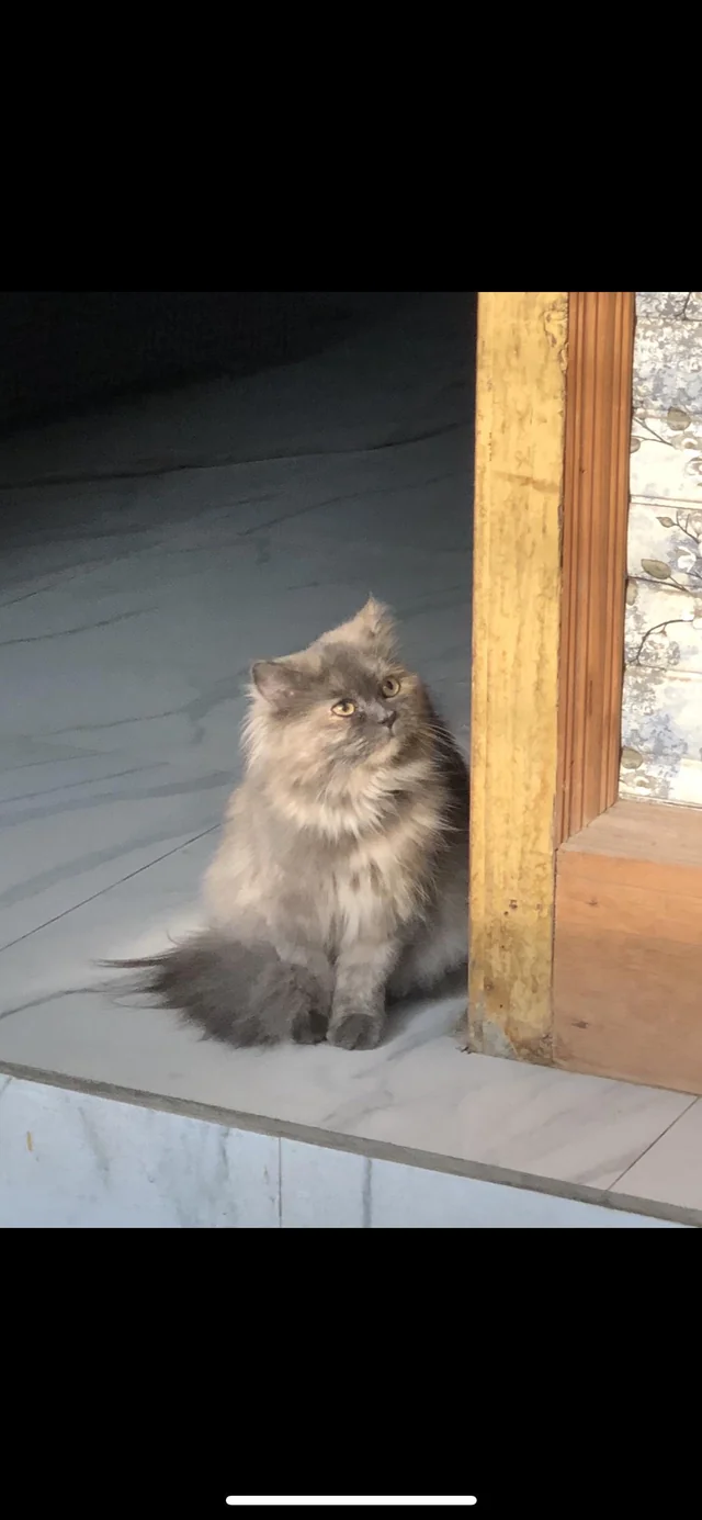 Lost Cat in Sargodha