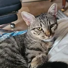 Lost Cat in Lahore