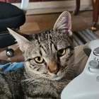 Lost Cat in Lahore