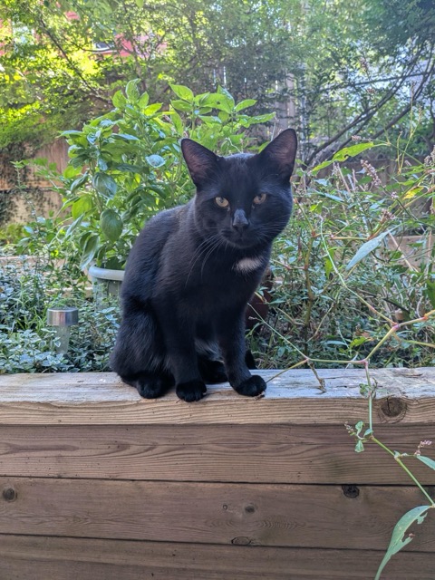 Found cat