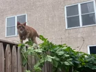 Lost cat