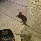 Found Cat in Greensboro