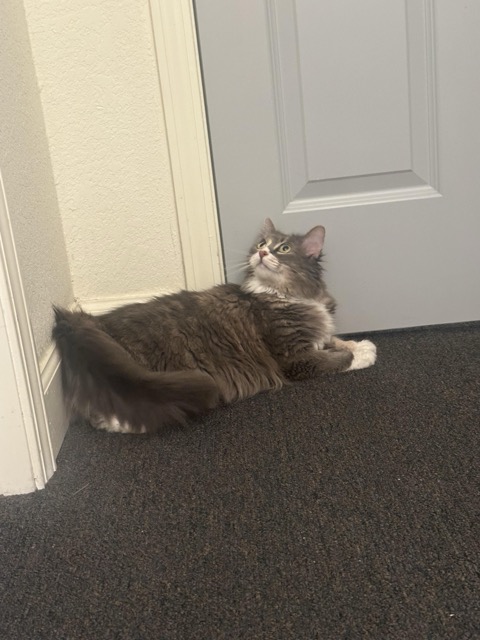 Found Cat in Urbana-Champaign