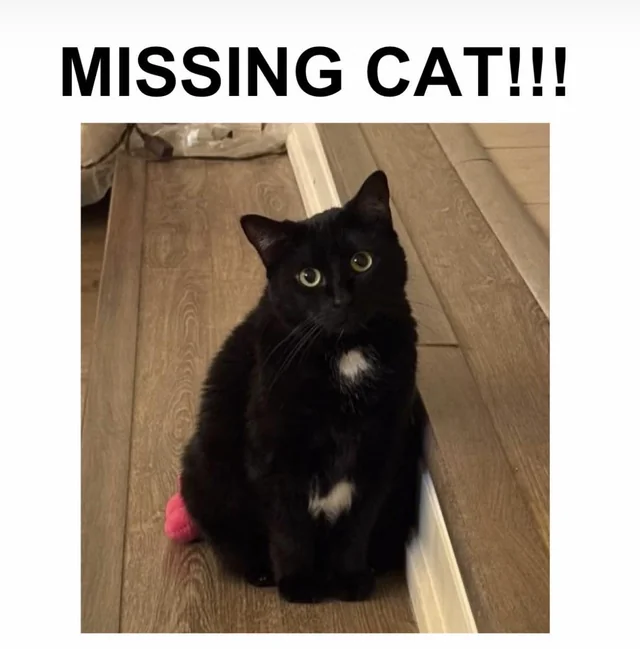Lost cat