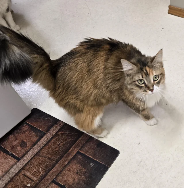 Lost Cat in Grandview School