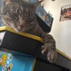 Lost cat