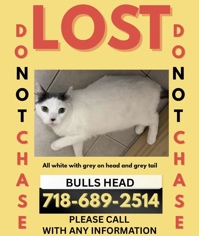 Lost Cat in Bulls Head