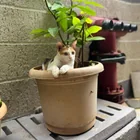 Lost Cat in Mumbai