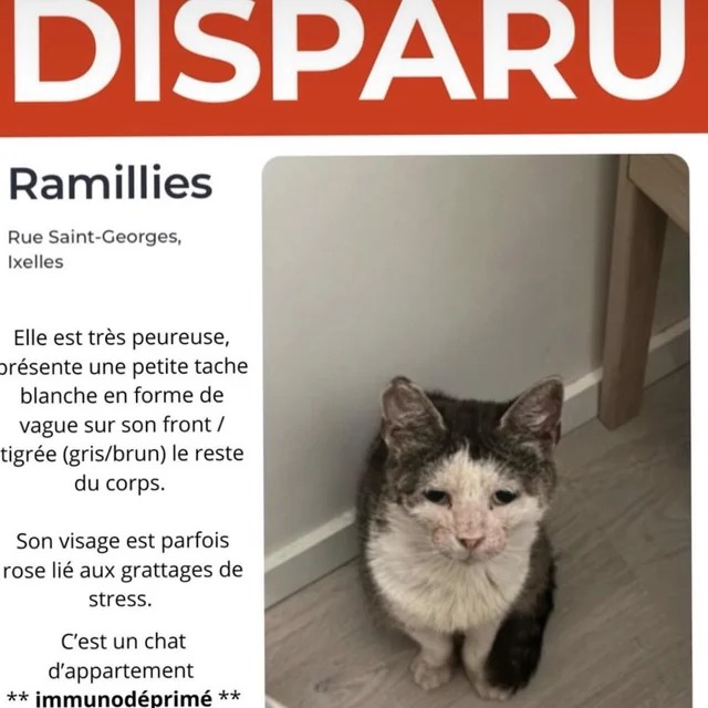 Lost Cat in Brussels