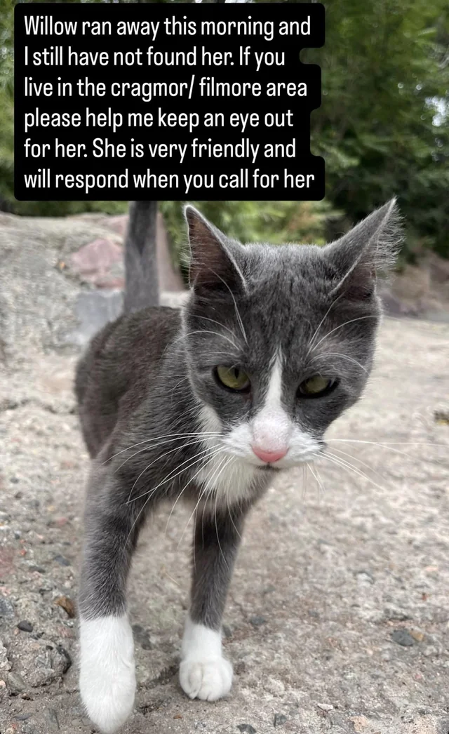 Lost Cat in Cragmor