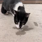 Found cat