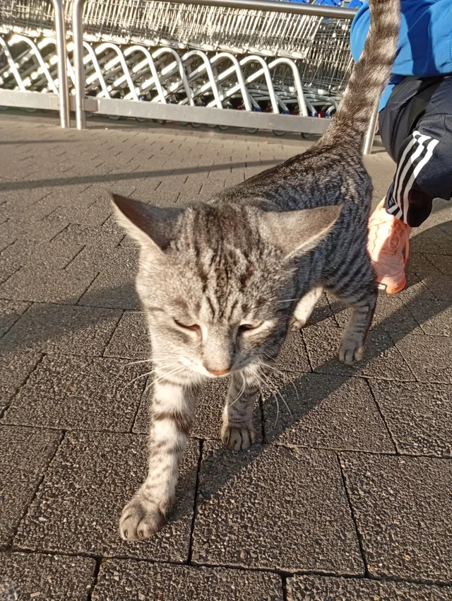 Found Cat in Waterford