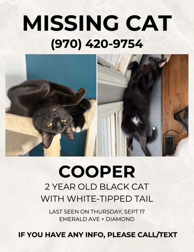 Lost Cat in Fort Collins