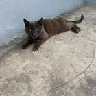 Found Cat in Long Beach