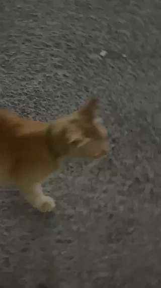 Found cat