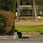 Found cat
