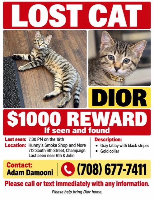 Lost Cat in Champaign