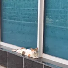 Found cat