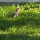 Found cat