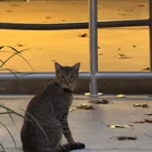 Found Cat in New Brunswick