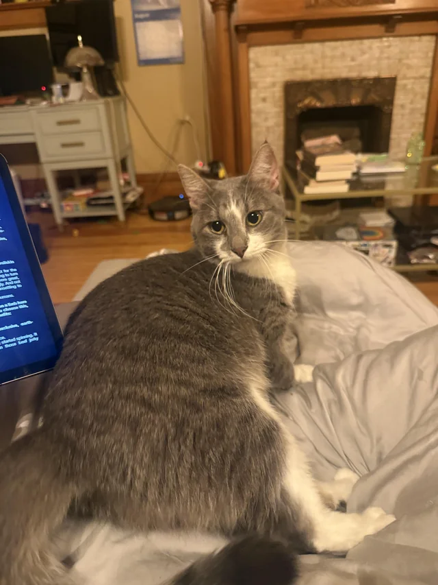 Lost Cat in Denver