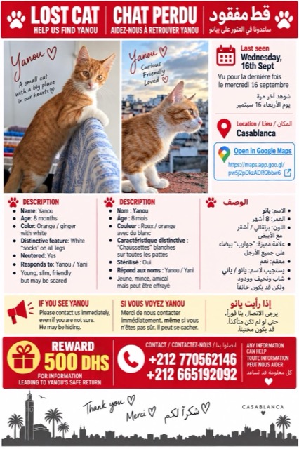 Lost Cat in Casablanca