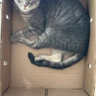 Lost Cat in Louisville