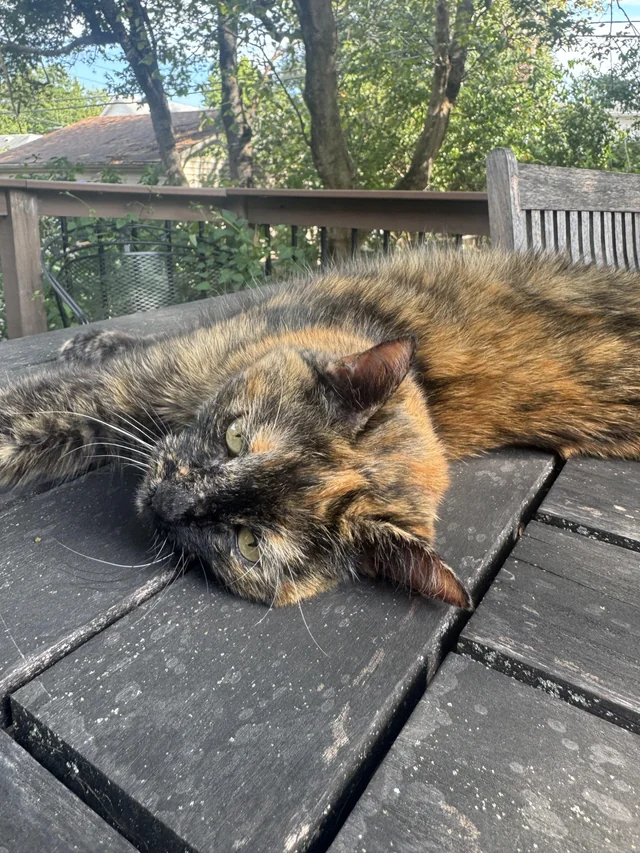 Lost Cat in Louisville