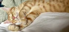 Lost Cat in Washington