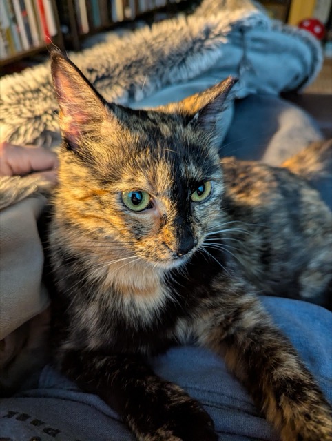 Lost Cat in Herndon