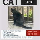 Lost Cat in Riley Park
