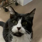 Lost Cat in Denton