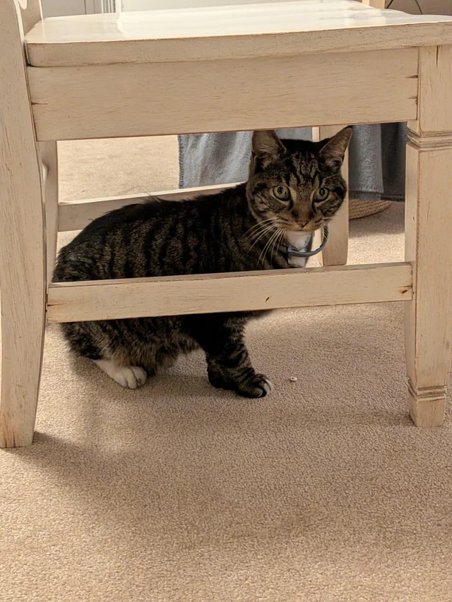 Found Cat in Rochester