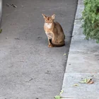 Found cat