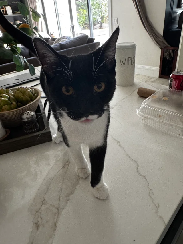 Lost cat