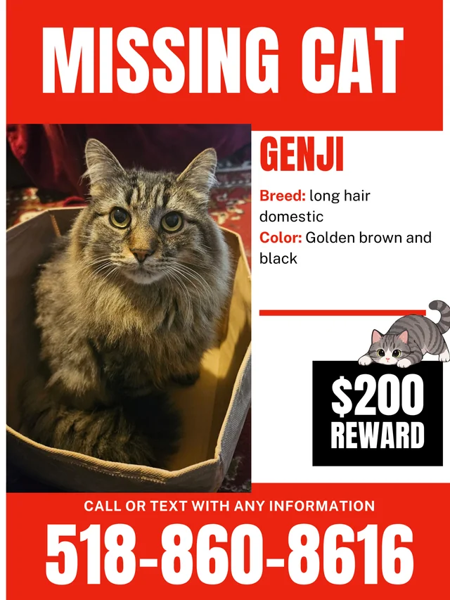 Lost cat