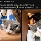 Lost Cat in Los Angeles