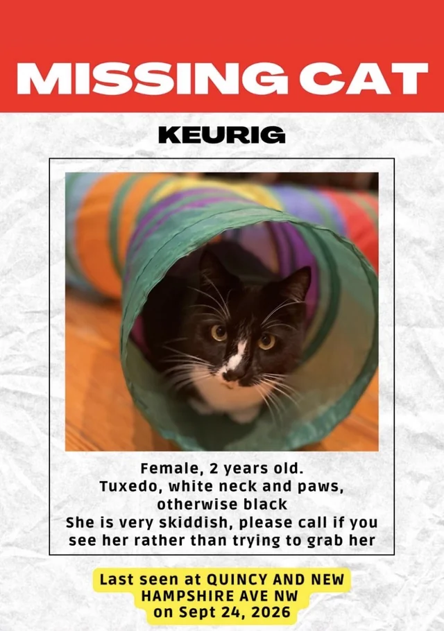Lost cat