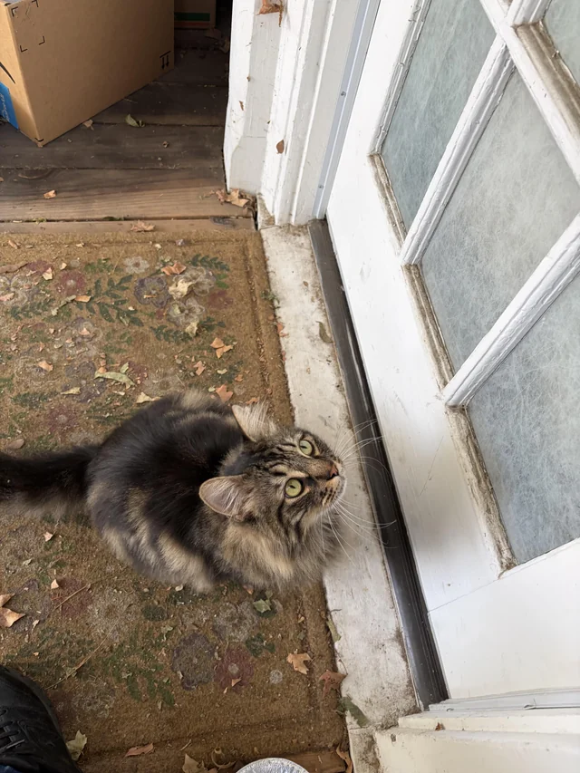 Found cat