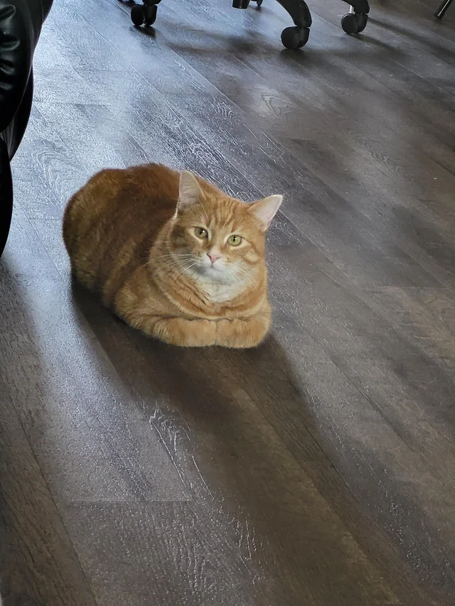 Lost cat