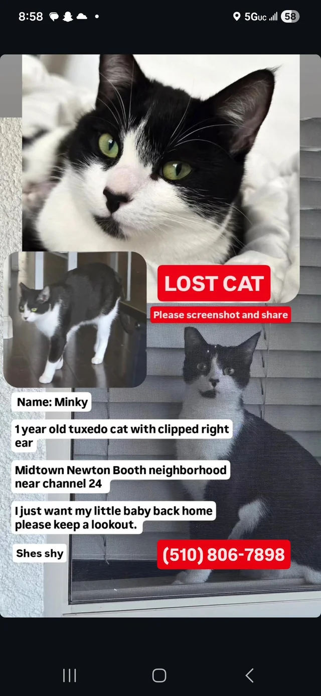 Lost cat