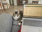 Lost Cat in Durham