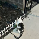 Lost Cat in Salem