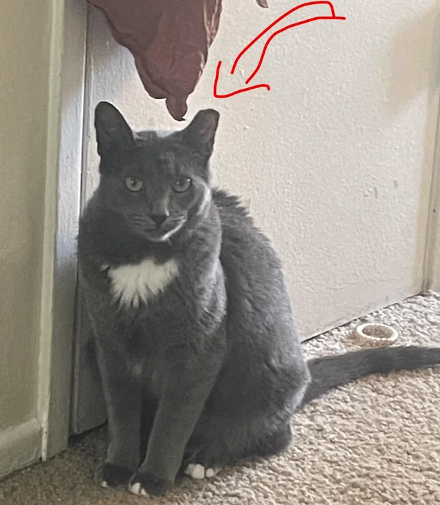 Lost cat
