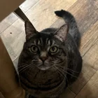 Lost Cat in Guelph