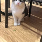 Found cat