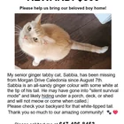 Lost Cat in Caledonia