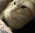 Lost Cat in Austin
