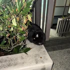 Found cat