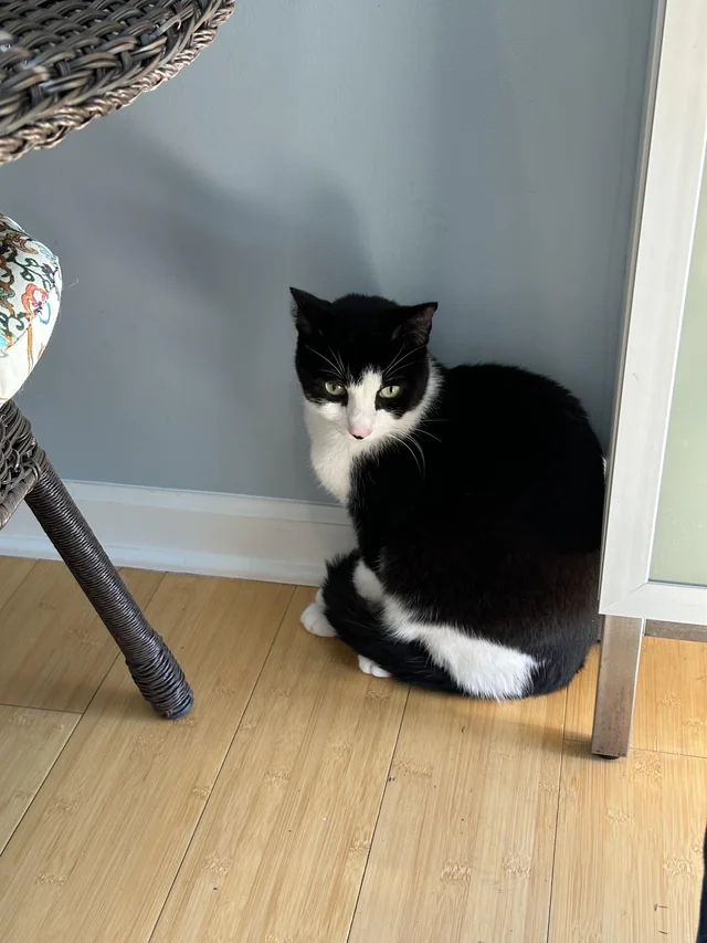 Lost cat